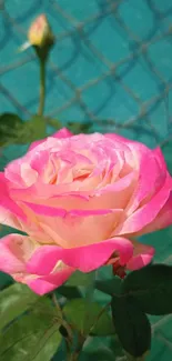 Close-up of a vibrant pink rose in full bloom.