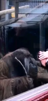 A touching encounter between a gorilla and human through a glass enclosure.