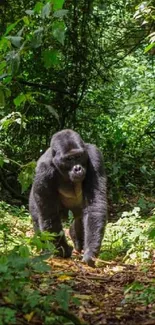 Majestic gorilla in green jungle setting mobile wallpaper.