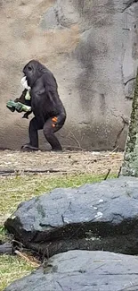 Gorilla walking naturally amid rocks and greenery.