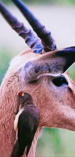 Antelope with bird on its back, serene wildlife scene.