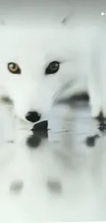 Elegant Arctic fox reflected on ice in a serene, snowy backdrop.