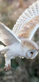 Barn owl in flight over grassy background, displaying serenity.