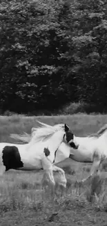 Black and white horses running through the forest.