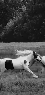 Black and white wallpaper of horses running freely in a lush field.