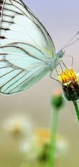 White butterfly perched on a flower amid a serene backdrop.