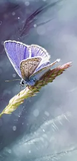 Butterfly perched on a lavender stem with soft background.