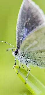 Close-up of a butterfly on a green leaf mobile wallpaper.