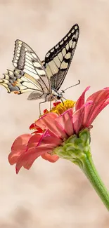 Butterfly perched on a pink zinnia, soft background.