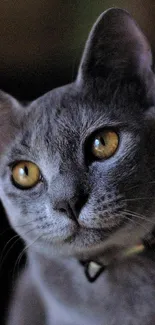 Close-up of a gray cat with striking yellow eyes.