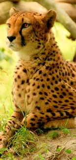 A majestic cheetah resting on green grass in a natural setting.