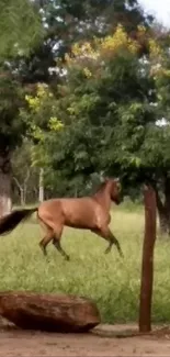 Deer gracefully leaping in a lush, green park setting.