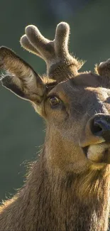 Deer in a green natural setting, showcasing its elegance.