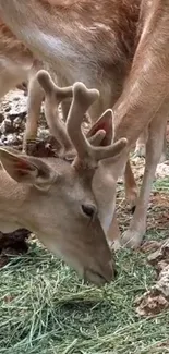 Graceful deer grazing in a forest setting with rocky terrain.