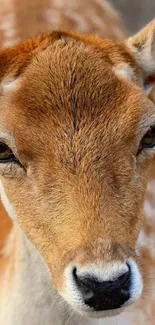 Close-up of a graceful deer with soft brown fur for mobile wallpaper.