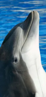 A dolphin gracefully emerging from the blue water.