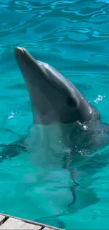 Dolphin gracefully swimming in turquoise water pool.