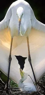 White egret gracefully shelters its chick with wings spread wide.