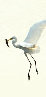 Egret flying gracefully with a fish in its beak.