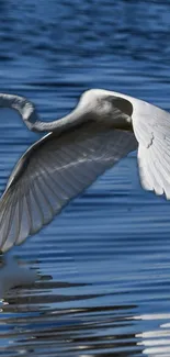 A white egret gracefully flying over calm blue waters.