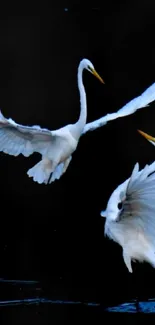 Two white egrets flying gracefully on a dark background.