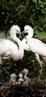 Elegant white egrets in their natural habitat.