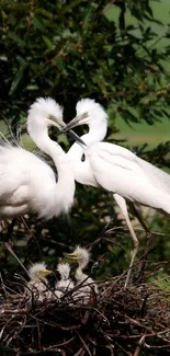 Graceful egrets nesting with chicks.