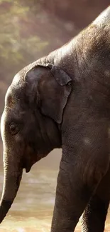 Majestic elephant under warm sunlight in a serene natural setting.