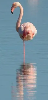 Flamingo standing in calm blue water, reflecting peacefully.