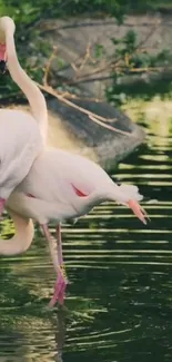 Two flamingos standing in water amid lush greenery.