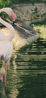 Elegant flamingos standing in calm water with lush greenery.