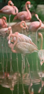 Elegant flamingos standing in calm water with pink reflections.