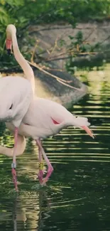 Elegant flamingos gracefully wading in lush, green water.