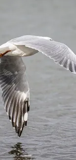 Graceful bird flying over calm water in nature.