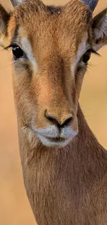 Close-up of a gazelle with a brown, serene background.