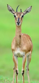 Graceful gazelle standing in green field background.