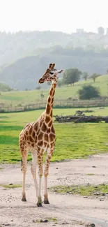 Giraffe standing majestically in a serene green field.