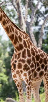 A graceful giraffe stands in a natural setting, ideal for wildlife enthusiasts.