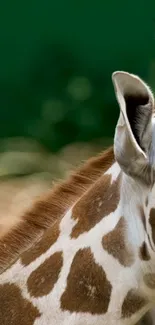 Close-up of a giraffe with a lush green background.