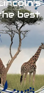 Giraffes standing gracefully under a lone tree.