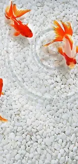 Vibrant goldfish swimming over smooth white pebbles in a serene wallpaper.