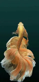 Golden Betta fish on a teal background wallpaper.