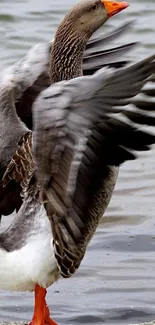 A goose flapping its wings by the lake.