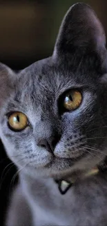 Portrait of a gray cat with golden eyes against a dark background.