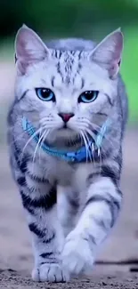 Majestic grey cat with blue eyes walking gracefully.