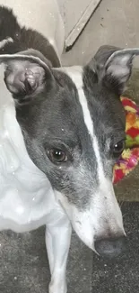 Elegant greyhound dog standing indoors near a door.