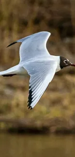 A graceful gull flying against a blurry, earthy background.