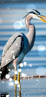 Elegant heron standing in reflective water.