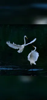 Elegant herons gracefully flying over dark waters in nature.