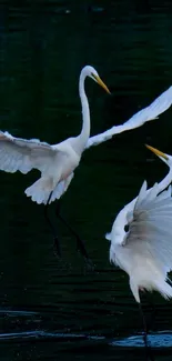 Two herons gracefully soar over a lake.